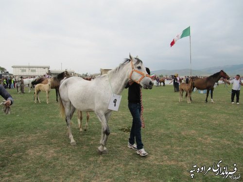 برگزاری جشنواره ملی اسب اصیل ترکمن با حضور فرماندار مراوه تپه