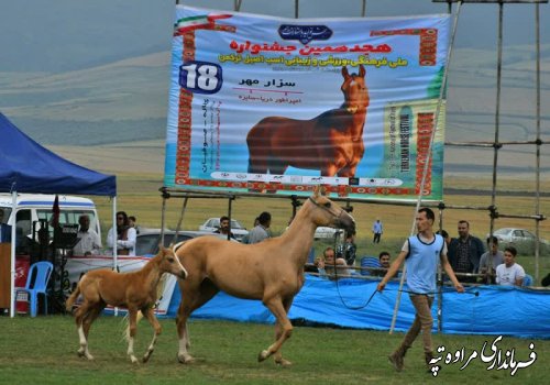 حضور فرماندار مراوه‌تپه در هجدهمین جشنواره زیبایی اسب اصیل ترکمن