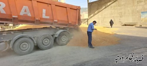 بازدید فرماندار مراوه‌تپه از مرکز خرید گندم شهرستان 